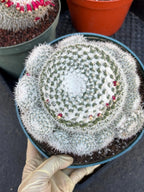 Mammillaria Geminispina Cluster | Rare Live Specimen Cactus #609