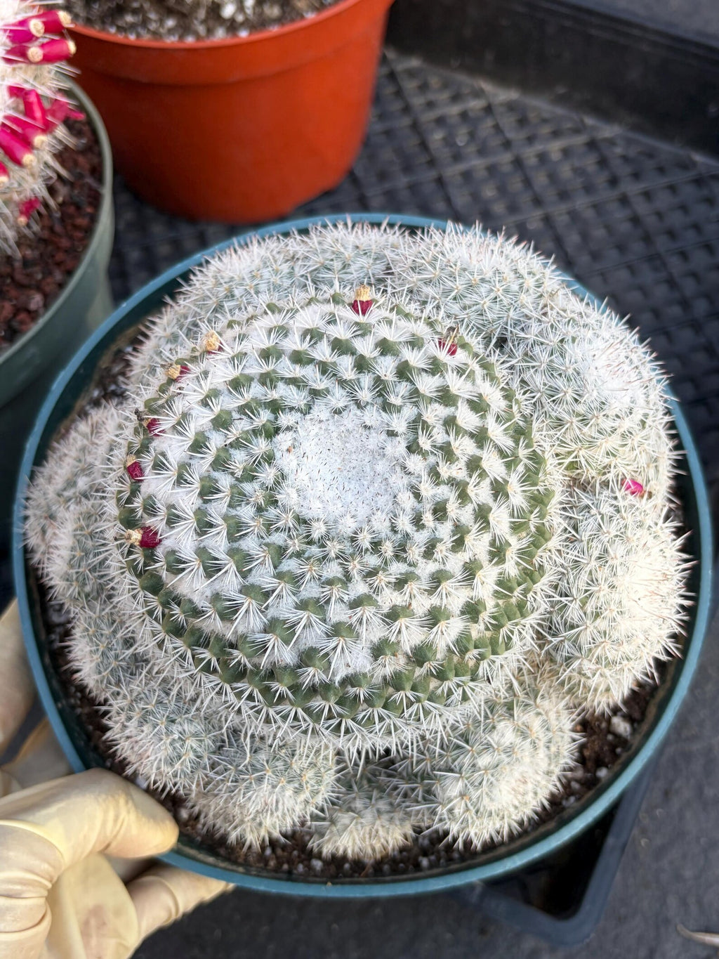 Mammillaria Geminispina Cluster | Rare Live Specimen Cactus #609