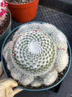 Mammillaria Geminispina Cluster | Rare Live Specimen Cactus #609