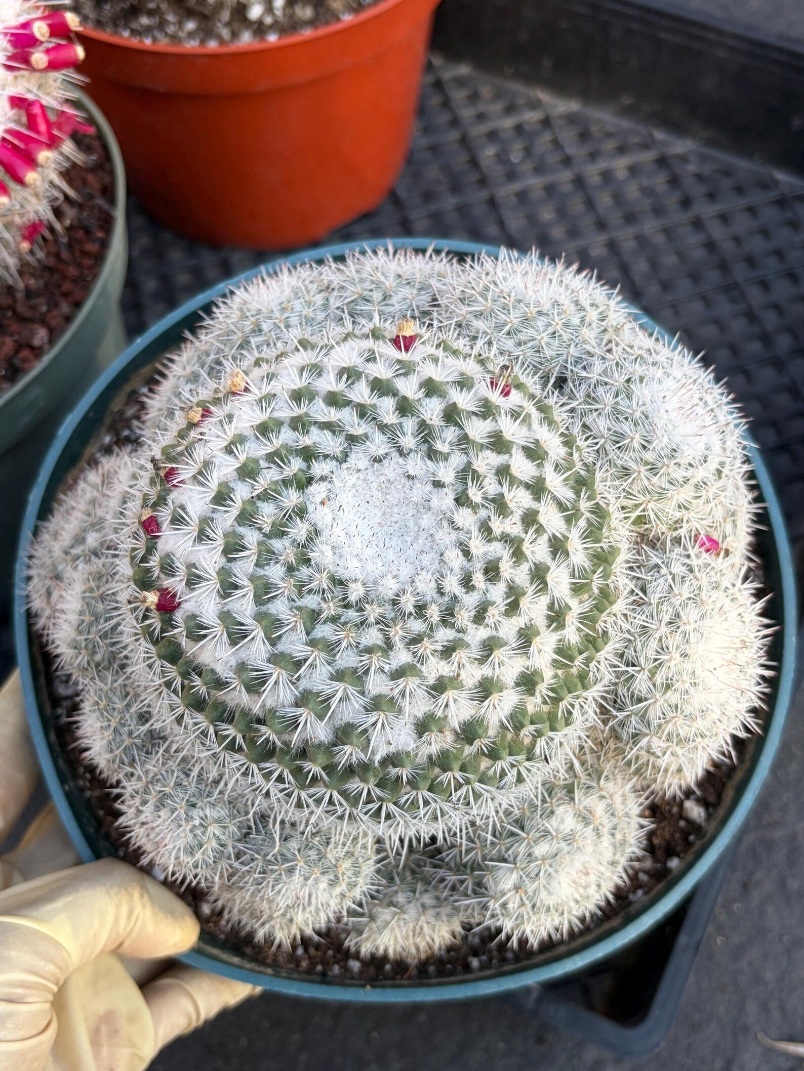 Mammillaria Geminispina Cluster | Rare Live Specimen Cactus #609