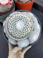 Mammillaria Geminispina Cluster | Rare Live Specimen Cactus #609