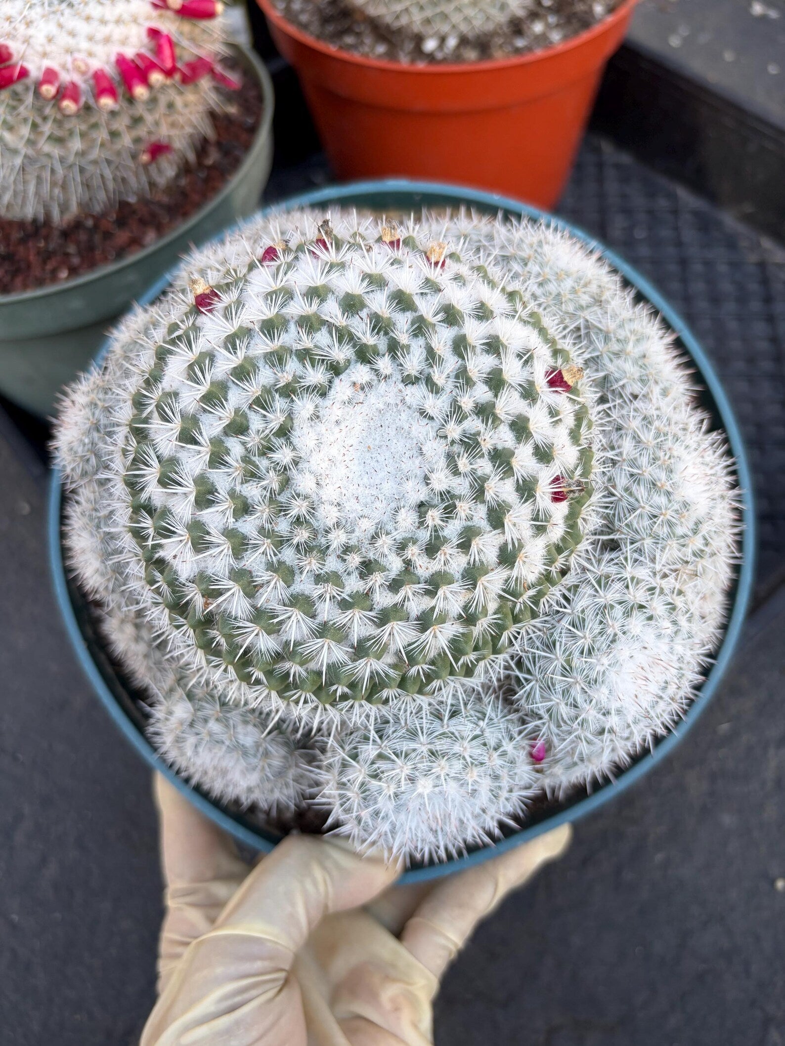 Mammillaria Geminispina Cluster | Rare Live Specimen Cactus #609