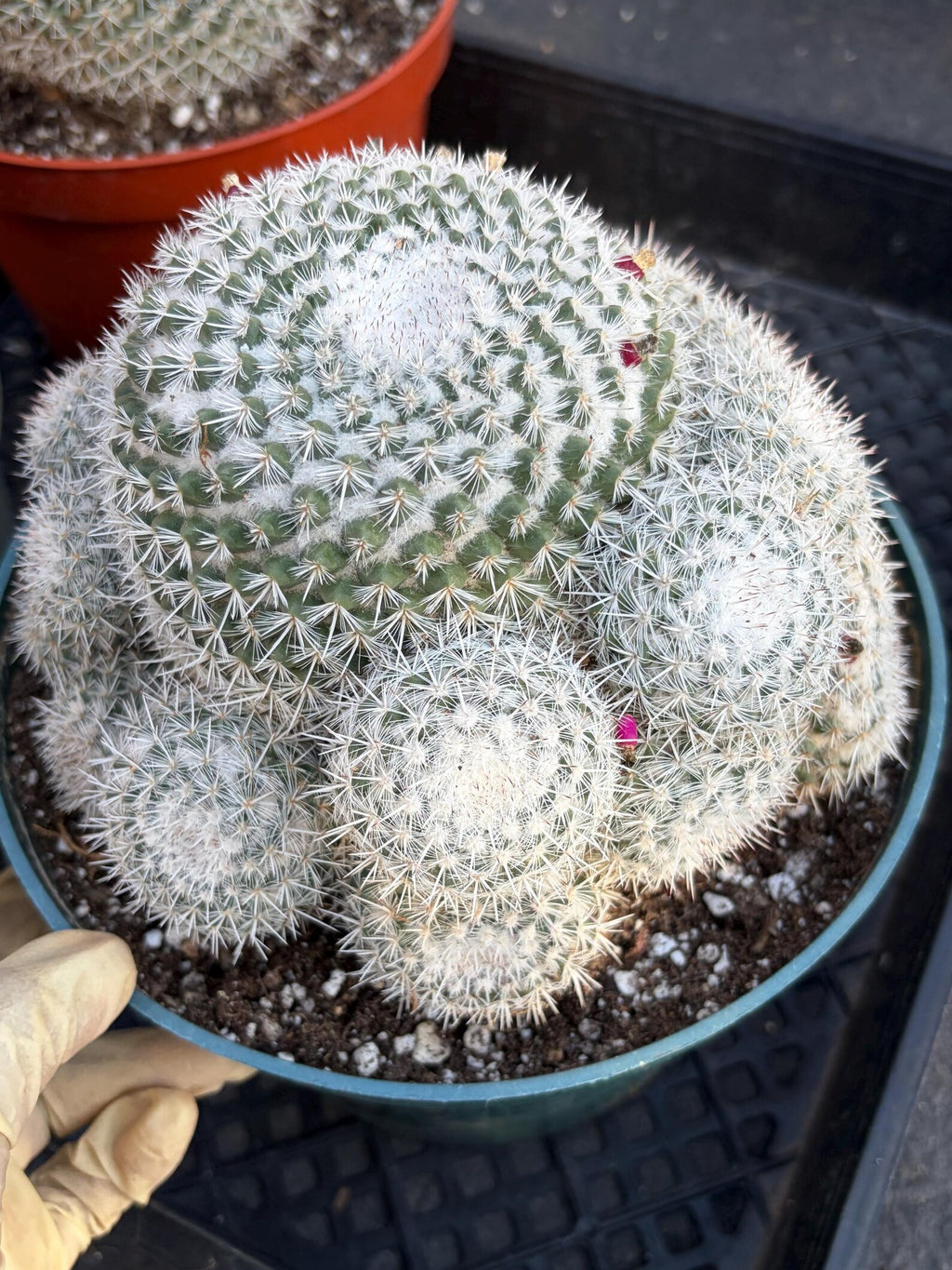 Mammillaria Geminispina Cluster | Rare Live Specimen Cactus #609