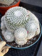 Mammillaria Geminispina Cluster | Rare Live Specimen Cactus #609