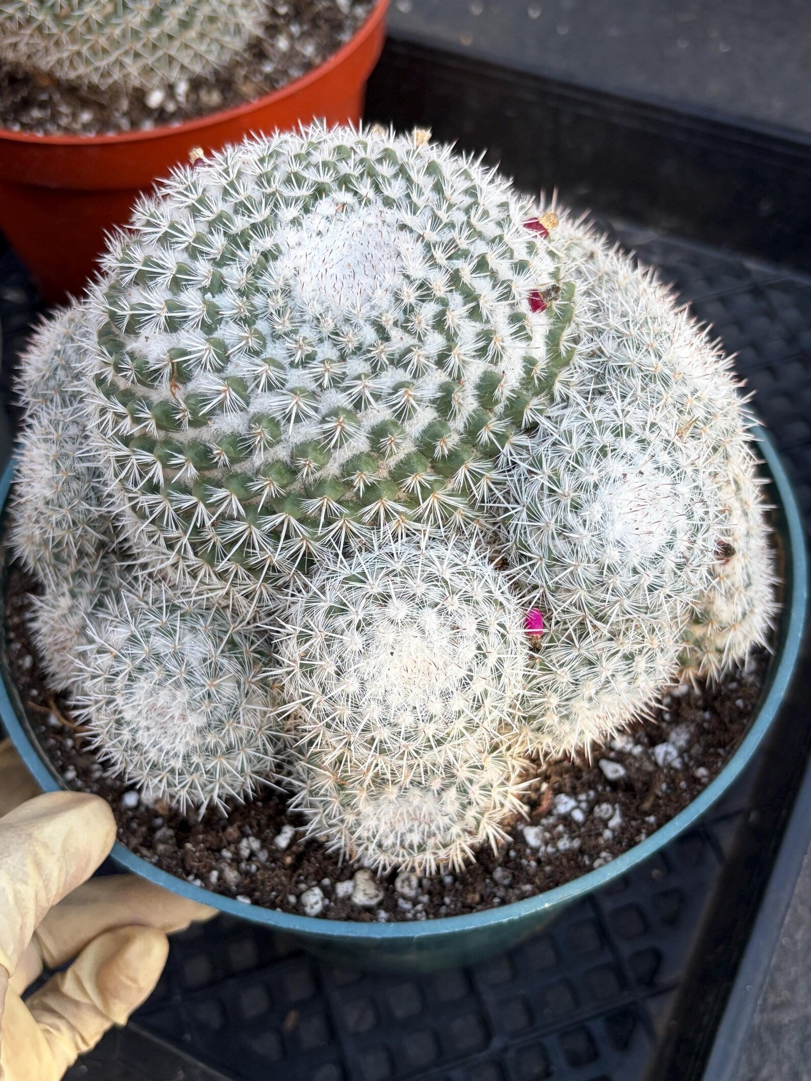 Mammillaria Geminispina Cluster | Rare Live Specimen Cactus #609