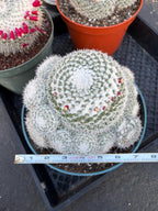 Mammillaria Geminispina Cluster | Rare Live Specimen Cactus #609