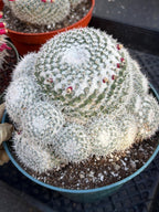 Mammillaria Geminispina Cluster | Rare Live Specimen Cactus #609