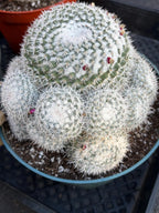 Mammillaria Geminispina Cluster | Rare Live Specimen Cactus #609