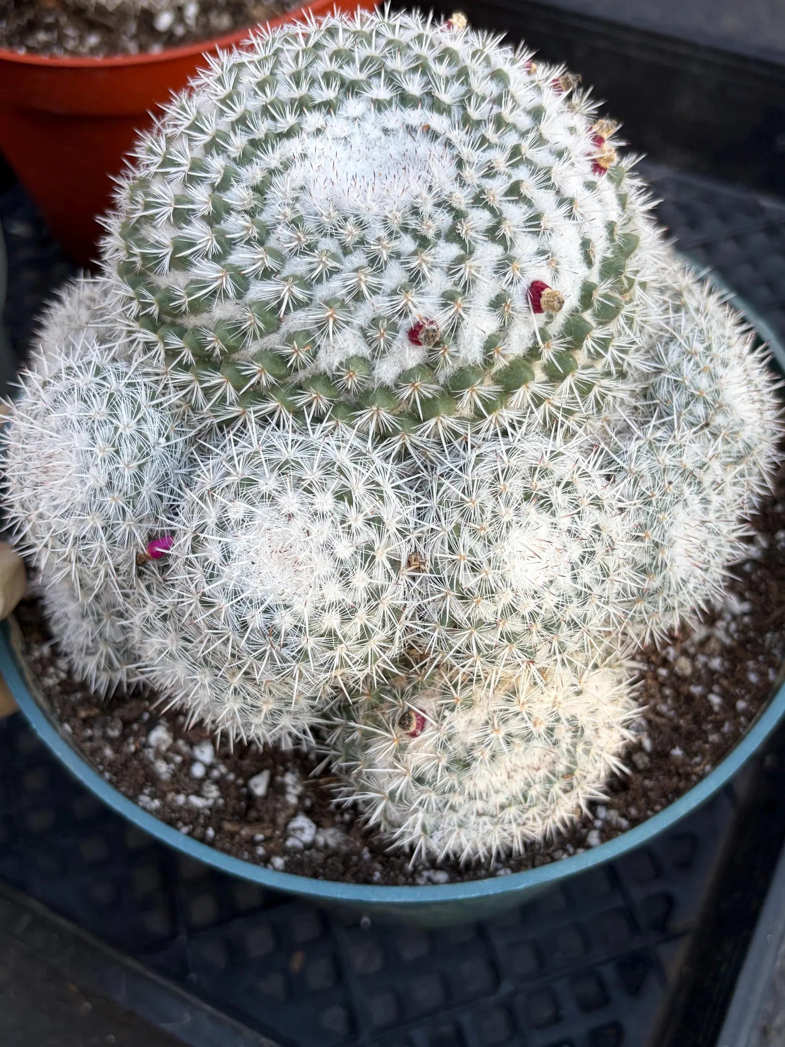 Mammillaria Geminispina Cluster | Rare Live Specimen Cactus #609