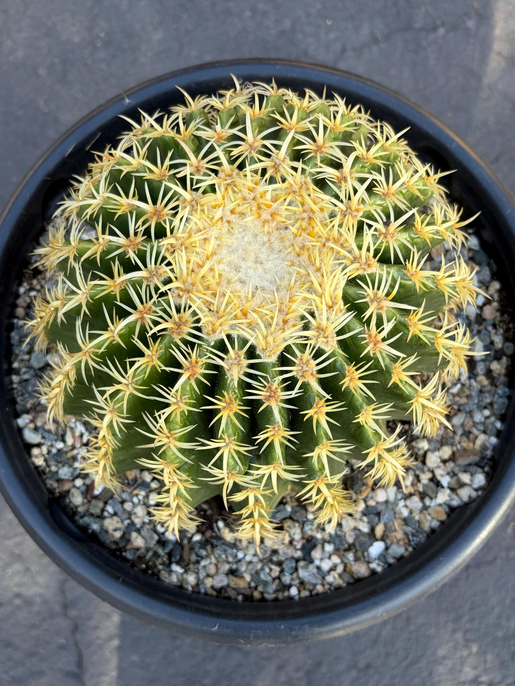 Echinocactus Grusonii Short Spine | Rare Live Cactus #589