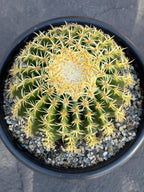 Echinocactus Grusonii Short Spine | Rare Live Cactus #589