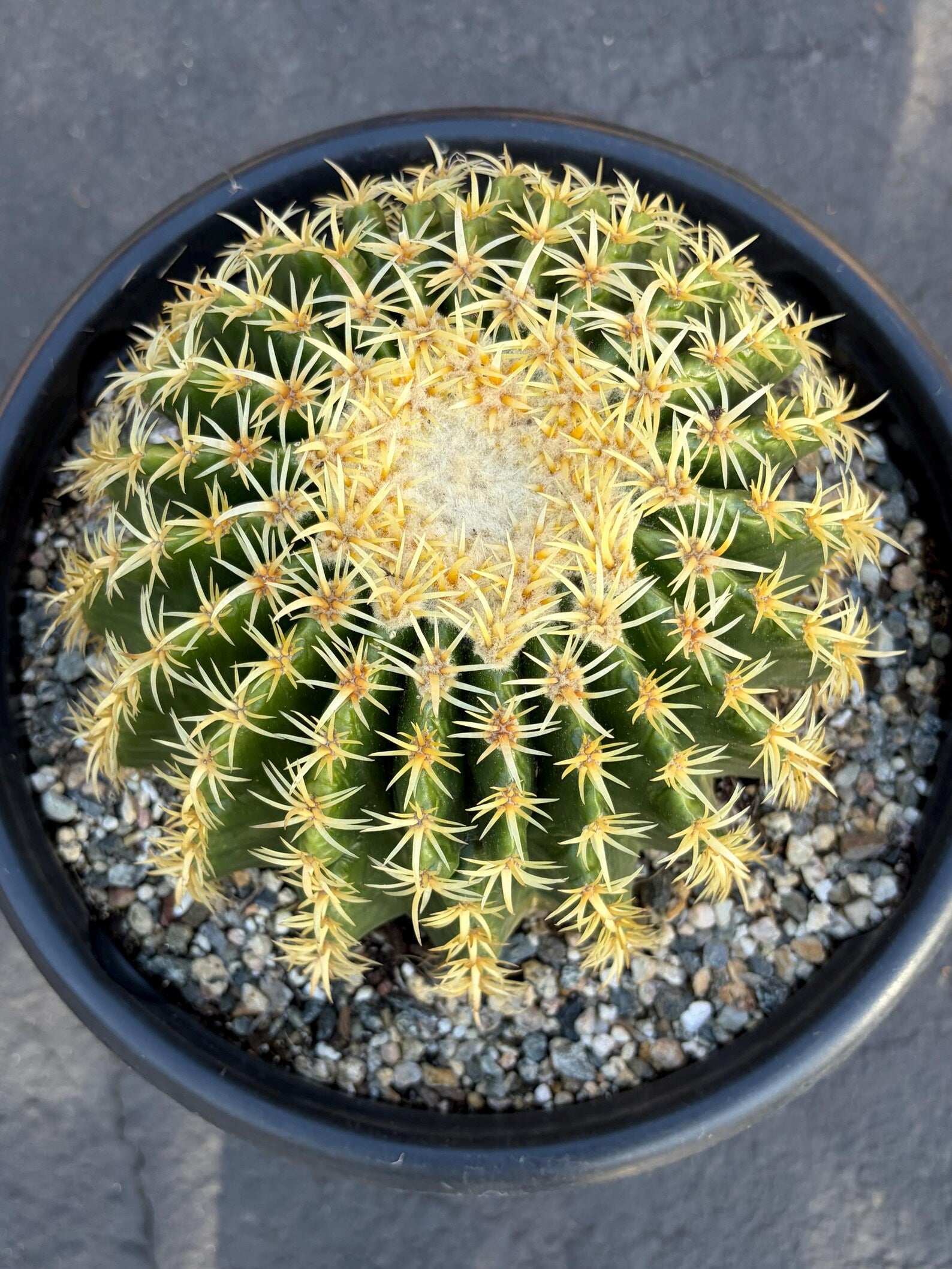 Echinocactus Grusonii Short Spine | Rare Live Cactus #589