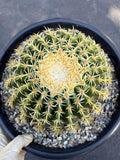 Echinocactus Grusonii Short Spine | Rare Cactus | Live Cactus