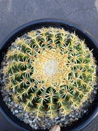 Echinocactus Grusonii Short Spine | Rare Cactus | Live Cactus