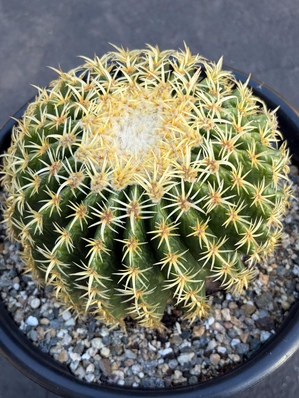 Echinocactus Grusonii Short Spine | Rare Cactus | Live Cactus