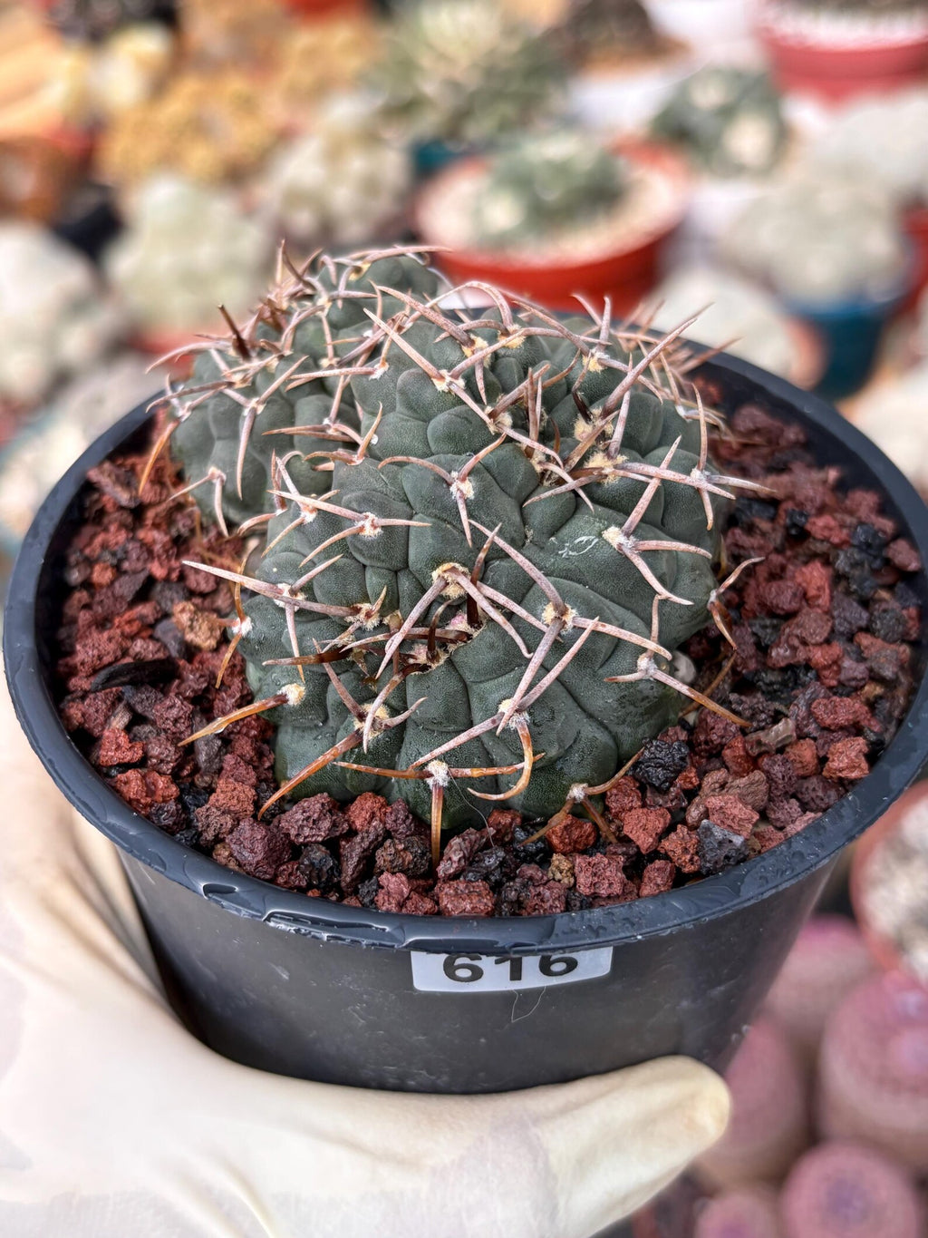 Crested Gymnocalycium Vatteri Rare Live Cactus – Exact Crested Plant #616