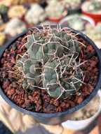 Crested Gymnocalycium Vatteri Rare Live Cactus – Exact Crested Plant #616