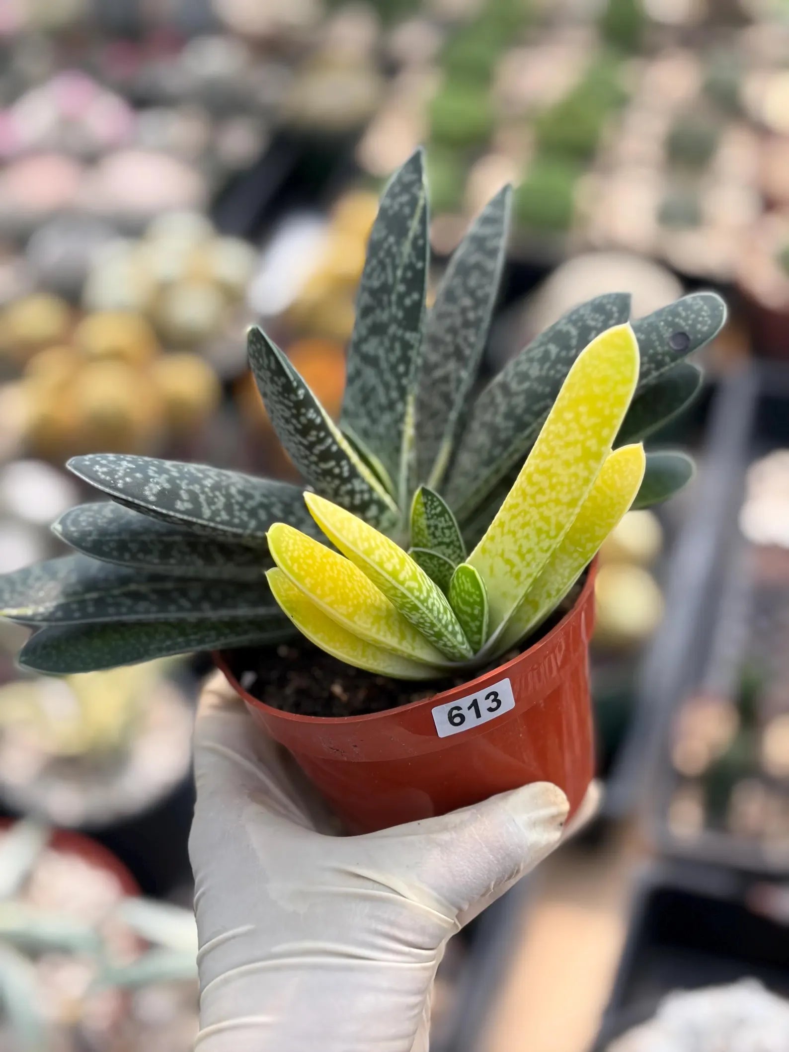 Variegated Gasteria Cluster #613 | Rare Live Succulent Plant | Collector Houseplant