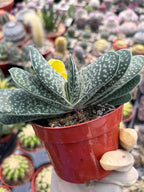 Variegated Gasteria Cluster #613 | Rare Live Succulent Plant | Collector Houseplant