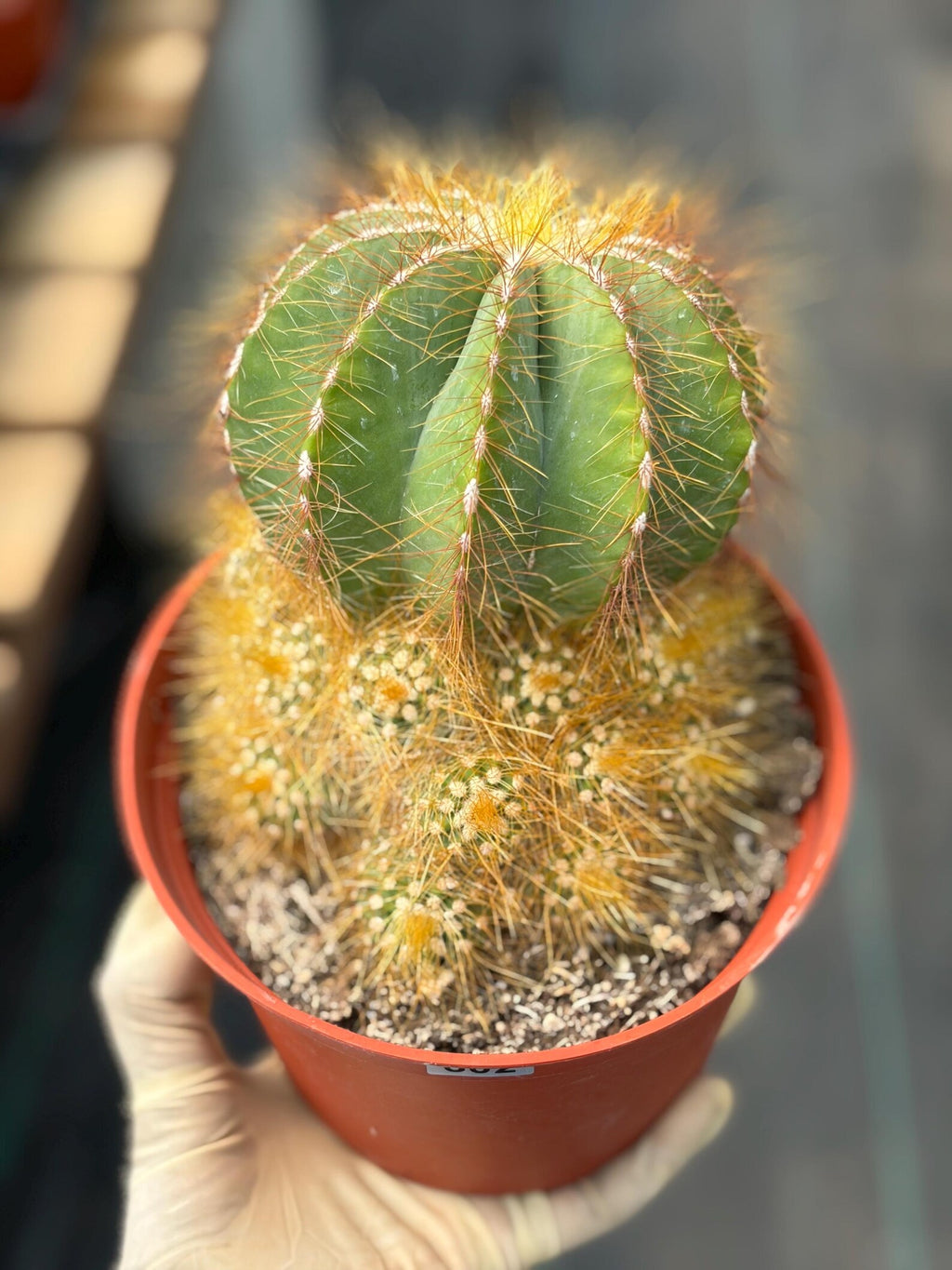 Balloon Cactus with Pups Live Cactus #606