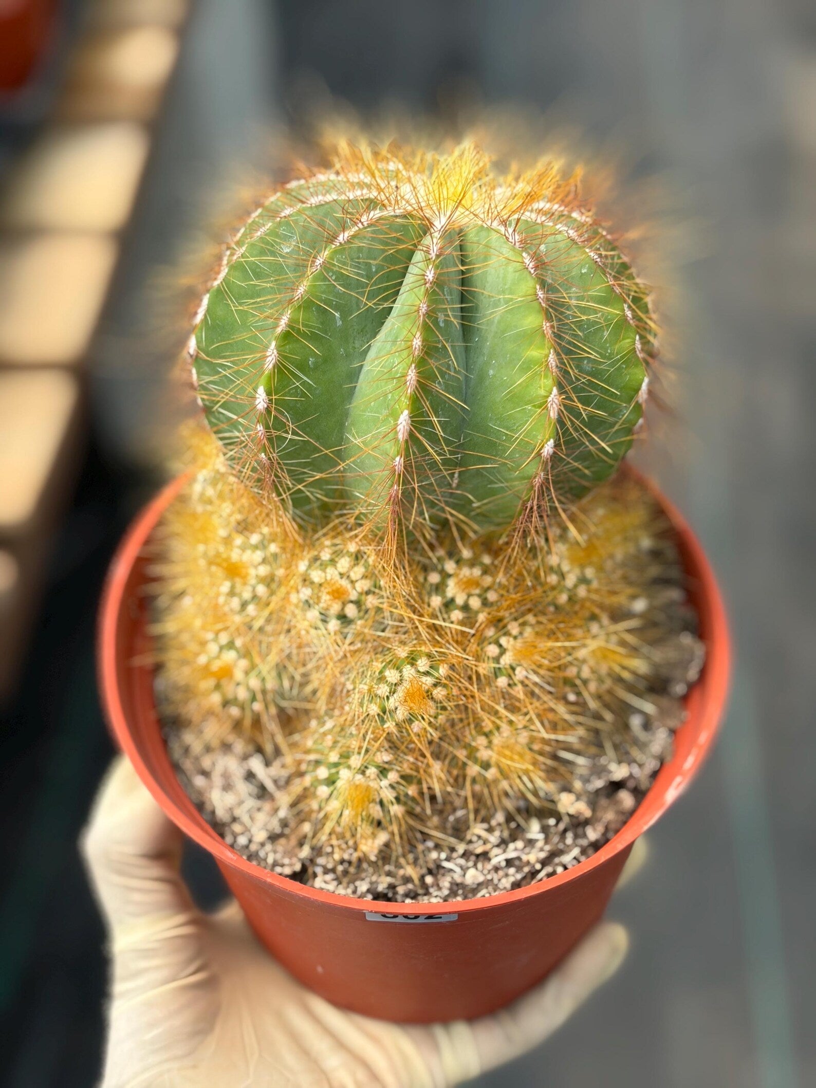 Balloon Cactus with Pups Live Cactus #606