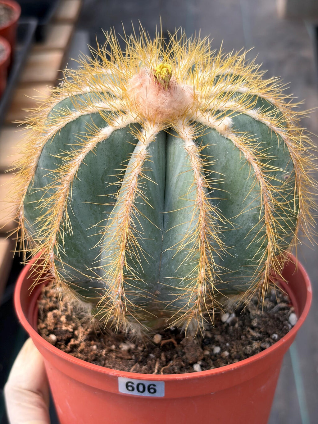 Balloon Cactus with Pups Live Cactus #606