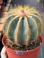 Balloon Cactus with Pups Live Cactus #606