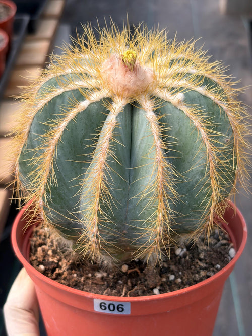 Balloon Cactus with Pups Live Cactus #606