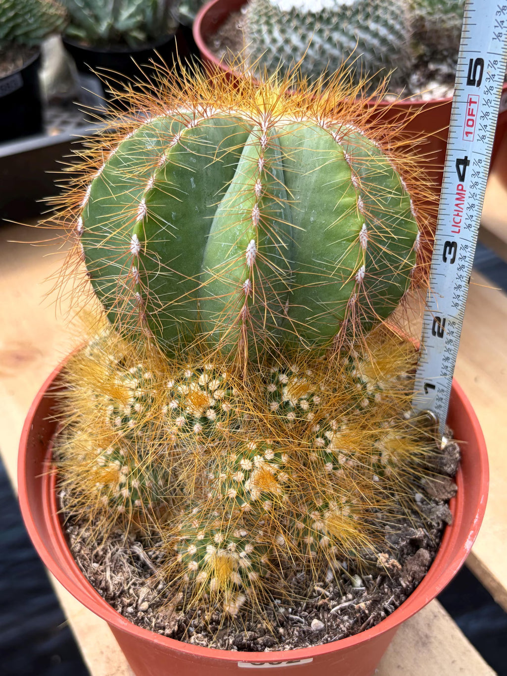 Balloon Cactus with Pups Live Cactus #606