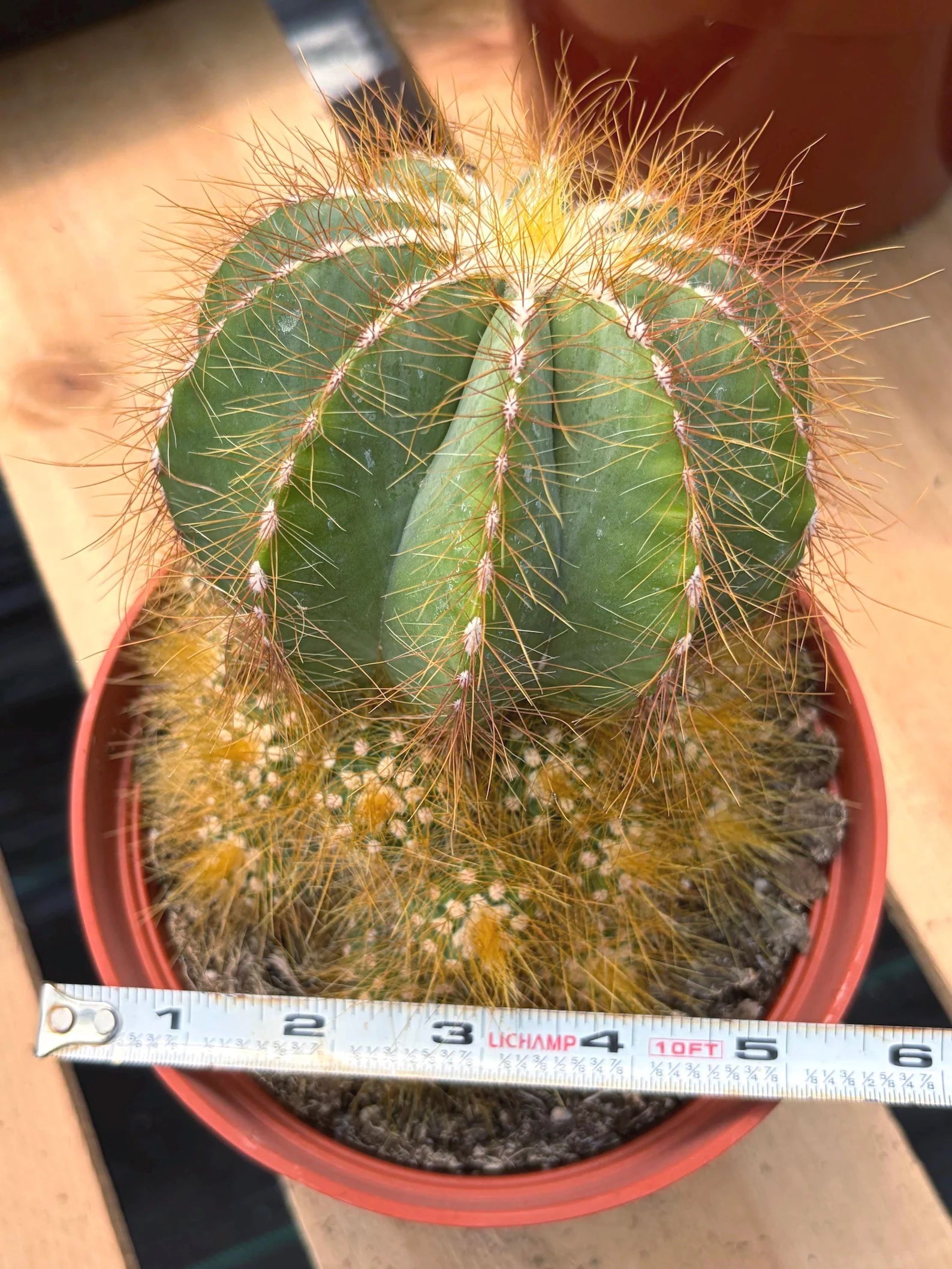 Balloon Cactus with Pups Live Cactus #606