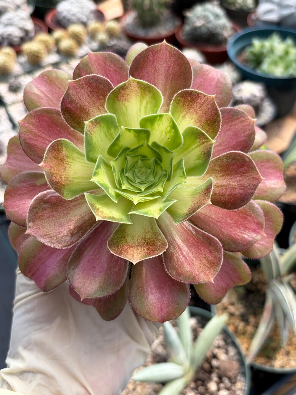 Variegated Aeonium Live Succulent Plant | 4 Inch Easy Care Rare Colorful Succulent