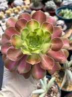 Variegated Aeonium Live Succulent Plant | 4 Inch Easy Care Rare Colorful Succulent