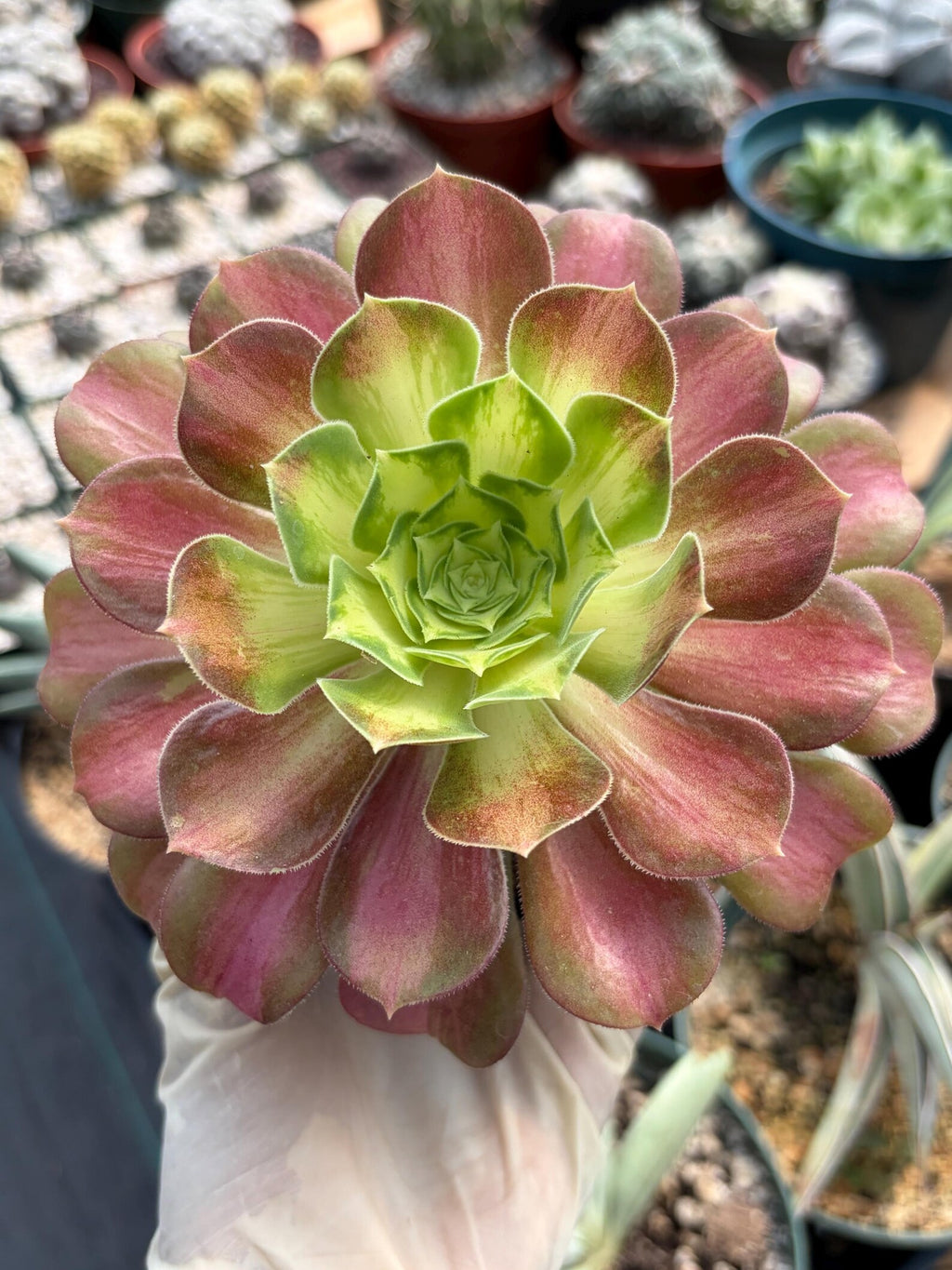 Variegated Aeonium Live Succulent Plant | 4 Inch Easy Care Rare Colorful Succulent