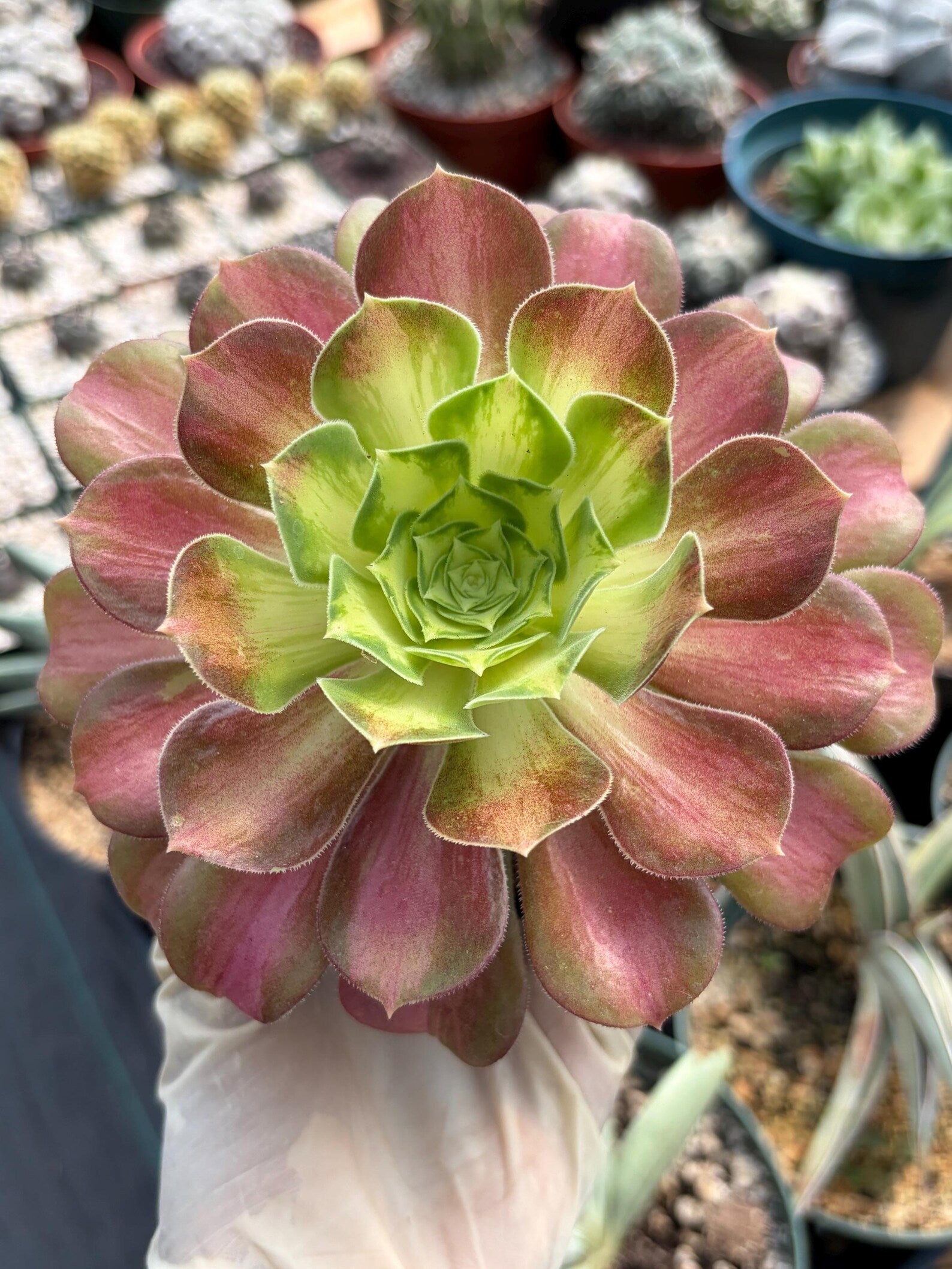 Variegated Aeonium Live Succulent Plant | 4 Inch Easy Care Rare Colorful Succulent