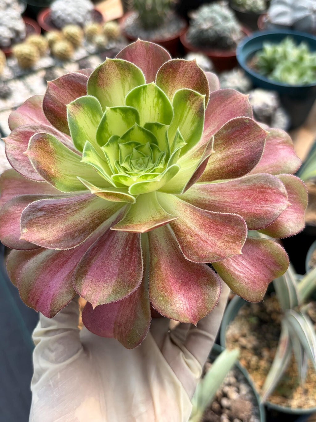 Variegated Aeonium Live Succulent Plant | 4 Inch Easy Care Rare Colorful Succulent