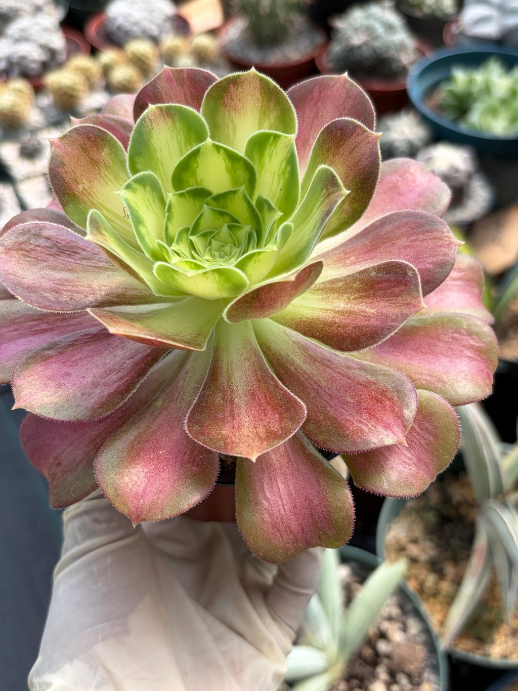 Variegated Aeonium Live Succulent Plant | 4 Inch Easy Care Rare Colorful Succulent