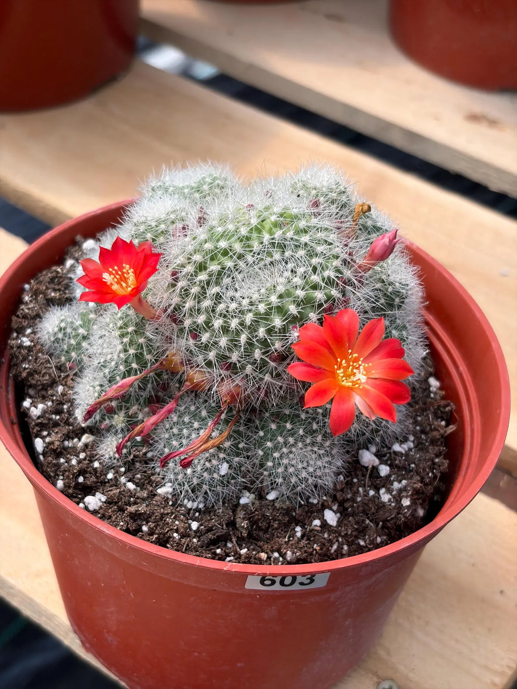 Rare Rebutia Minuscula White Cactus – Live Cactus Plant with Red Flowers #603