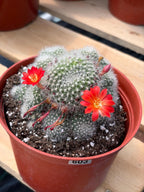 Rare Rebutia Minuscula White Cactus – Live Cactus Plant with Red Flowers #603