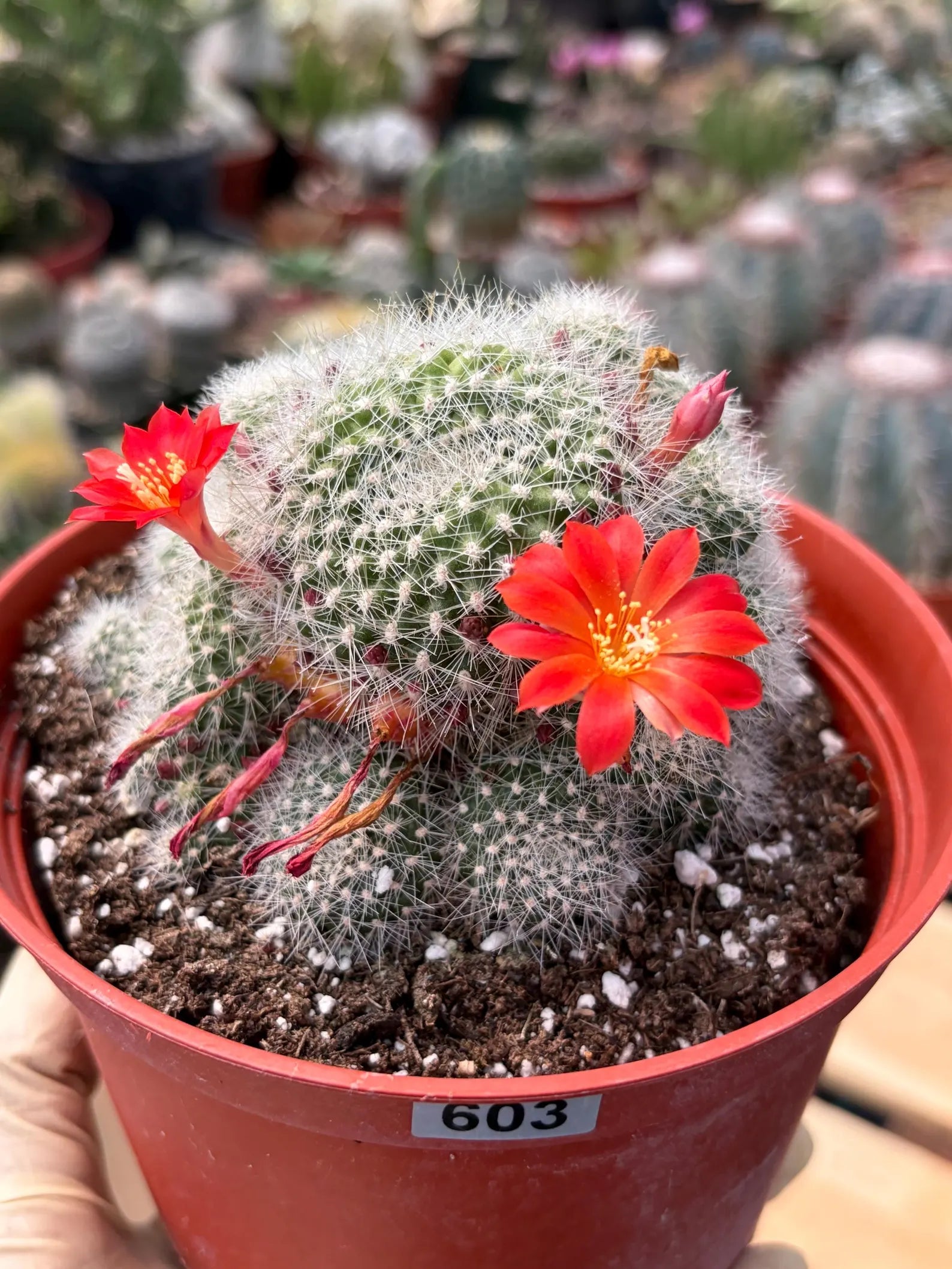 Rare Rebutia Minuscula White Cactus – Live Cactus Plant with Red Flowers #603