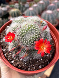 Rare Rebutia Minuscula White Cactus – Live Cactus Plant with Red Flowers #603