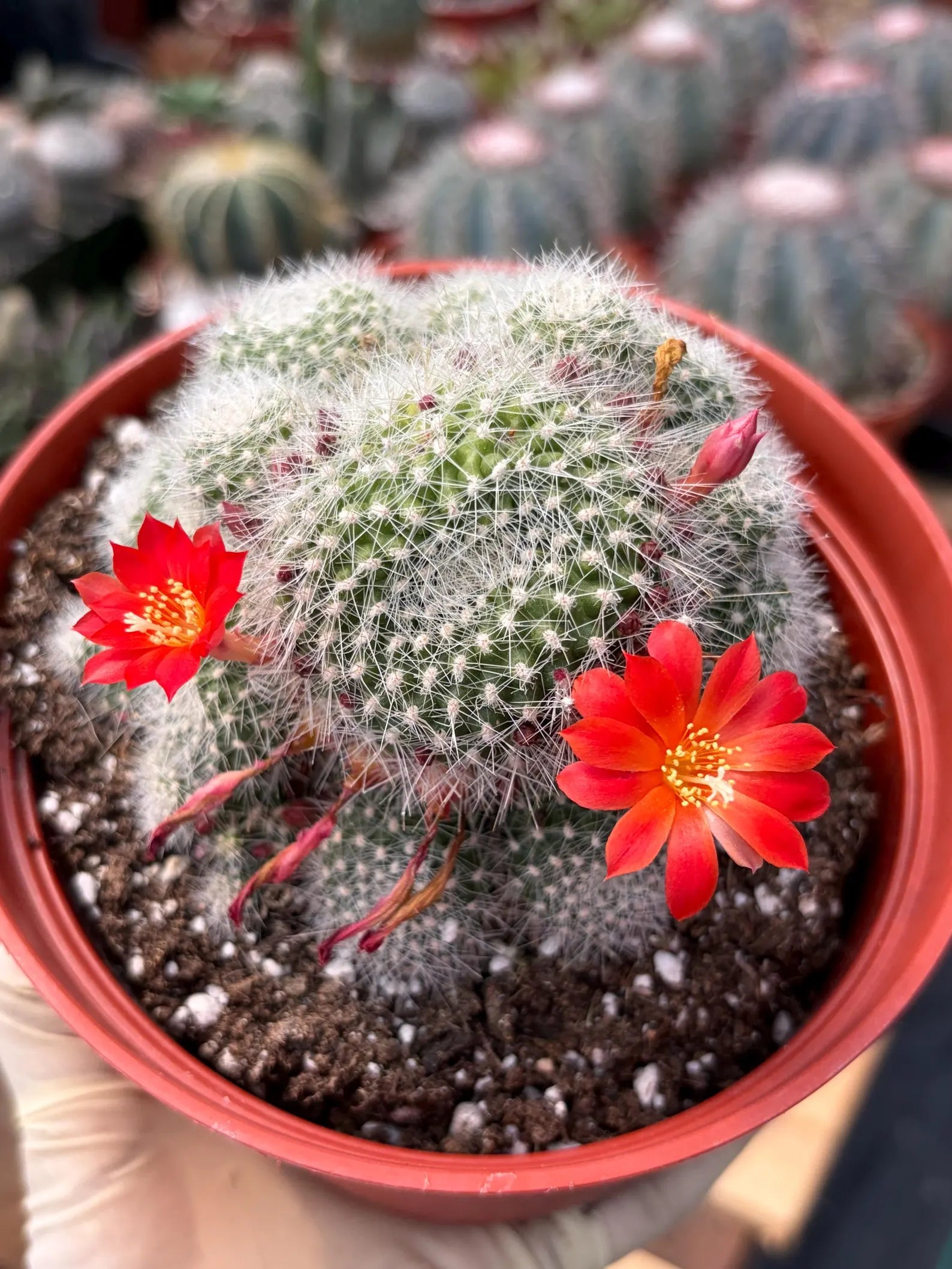 Rare Rebutia Minuscula White Cactus – Live Cactus Plant with Red Flowers #603