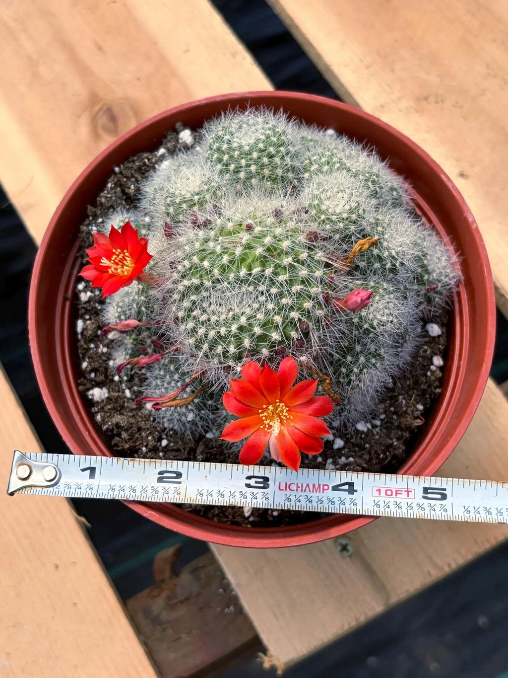 Rare Rebutia Minuscula White Cactus – Live Cactus Plant with Red Flowers #603