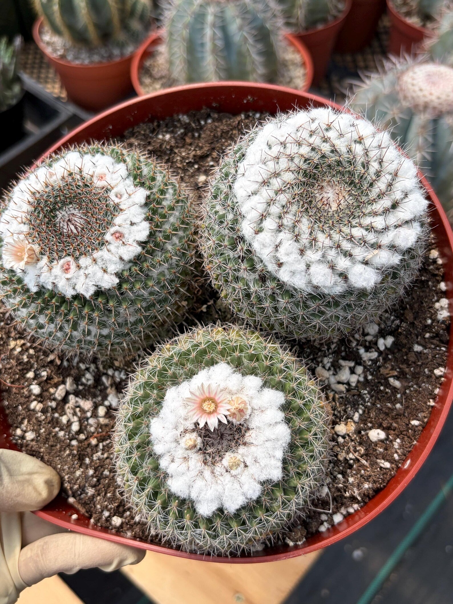 Hairy Mammillaria Formosa Chionocephala | White Fuzzy Cactus | Rare Live Cactus | Set of 3 | Exact Plant #614