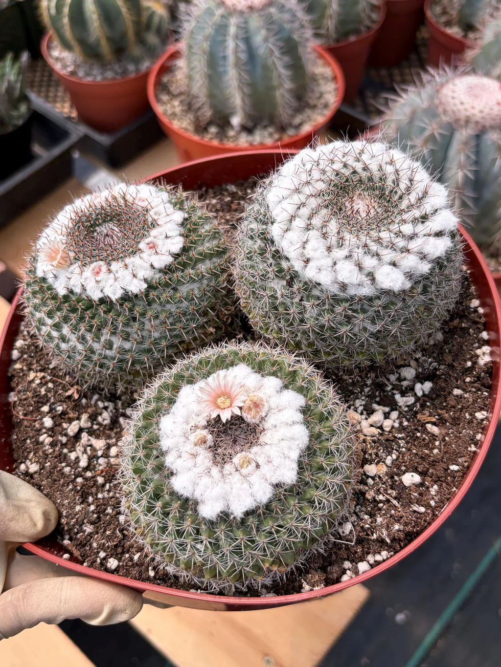 Hairy Mammillaria Formosa Chionocephala | White Fuzzy Cactus | Rare Live Cactus | Set of 3 | Exact Plant #614
