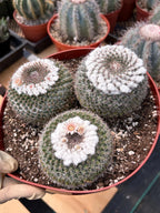 Hairy Mammillaria Formosa Chionocephala | White Fuzzy Cactus | Rare Live Cactus | Set of 3 | Exact Plant #614