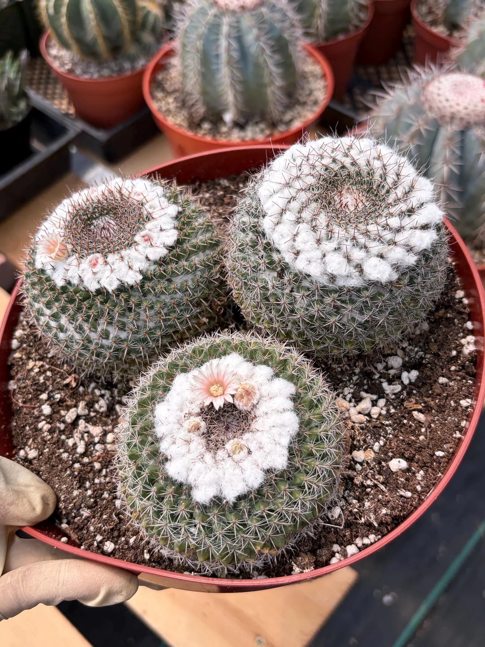 Hairy Mammillaria Formosa Chionocephala | White Fuzzy Cactus | Rare Live Cactus | Set of 3 | Exact Plant #614
