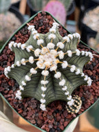 Gymnocalycium LB2178 with Pups #697 | Rare Live Cactus | Collector Cactus | Exact Plant | 4" Pot Reference