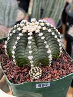 Gymnocalycium LB2178 with Pups #697 | Rare Live Cactus | Collector Cactus | Exact Plant | 4" Pot Reference