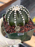 Gymnocalycium LB2178 with Pups #697 | Rare Live Cactus | Collector Cactus | Exact Plant | 4" Pot Reference