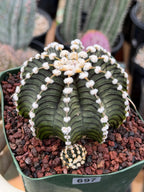 Gymnocalycium LB2178 with Pups #697 | Rare Live Cactus | Collector Cactus | Exact Plant | 4" Pot Reference